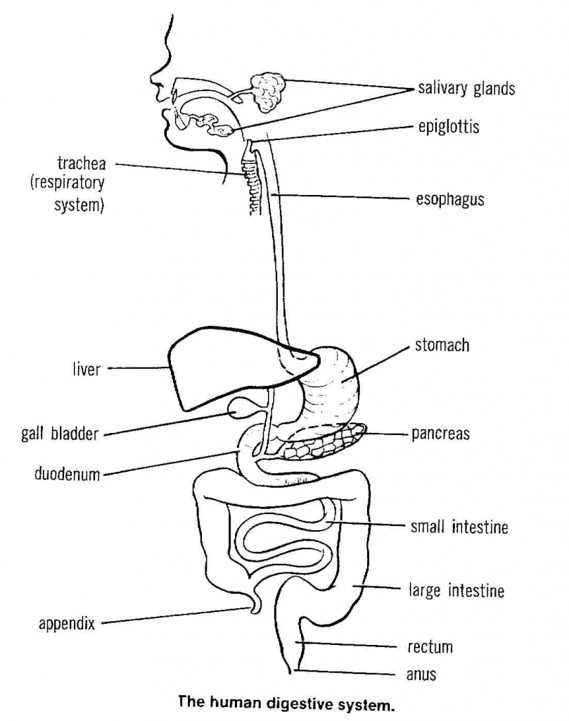 Share 181+ digestive system sketch diagram super hot